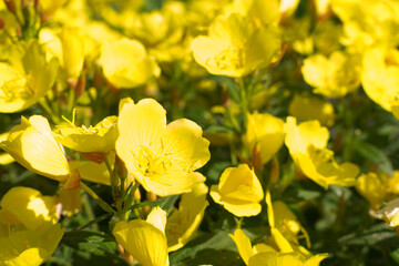 Yellow flowers of Oenothera, evening primrose, suncups or sundrops