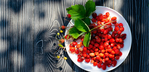 Wild ripe strawberries on a wooden rustic table with withe flowers. Summer concept, a new crop of berries. Bright shadows on a Sunny day on the terrace. Banner.