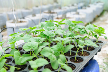 Fresh green Sapling of melon on Nursery tray