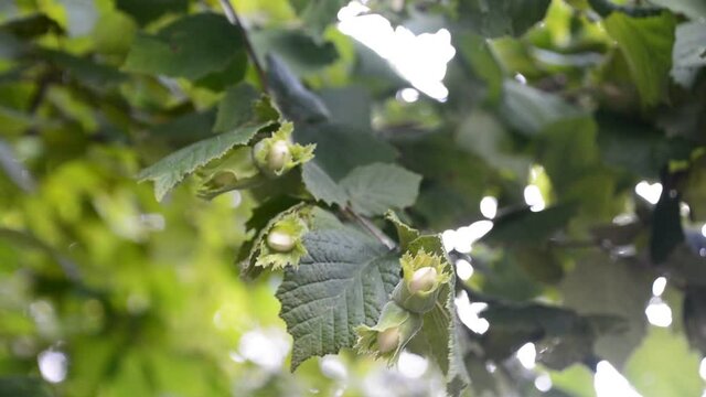 Green hazelnuts growing on the tree. Moving on its branch to the beat of the wind. Hazelnuts contain calcium, phosphorus, magnesium and antioxidant properties due to their high content of vitamin E.