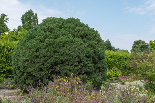 Pinus mugo 'Mops' im Berggarten Hannover