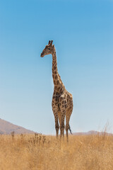  A wide shot of a Giraffe standing tall in the dry grassland with a blue sky in Pilanesberg National Park. 