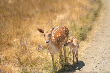 Deer in savanna or steppe, wildlife