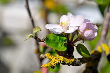 Apple blossom