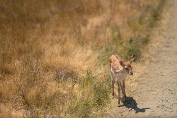 Very small deer in the steppe on a background of grass