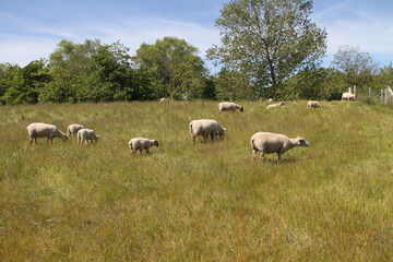 Fototapeta premium a flock of sheep on the Baltic Sea in Germany