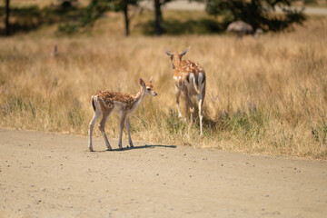 Deer in savanna or steppe, wildlife