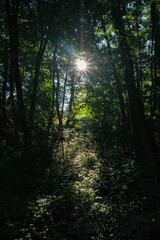 Fototapeta na wymiar Rai de lumière dans une forêt