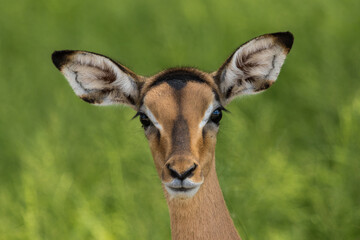 A close-up of a young Impala calf's face as it looks straight into the camera 