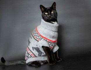Cat in christmas sweater