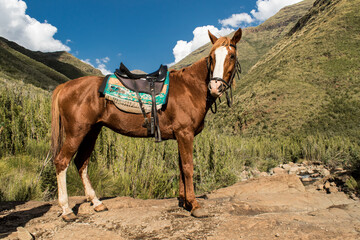 A Basuto pony photographed from the side as the animal stands in the mountains of Lesotho. 