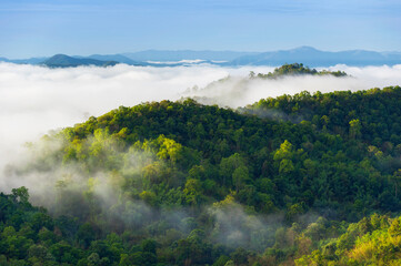Beautiful mist over green forest on mountain.