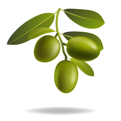 Leaf of green olives. Realistic Olive branch. Vector illustration.