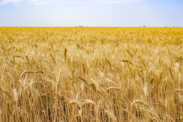Wheat field and blue sky