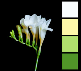Close up beautiful blossom of delicate white and yellow freesia flower with green buds on dark...