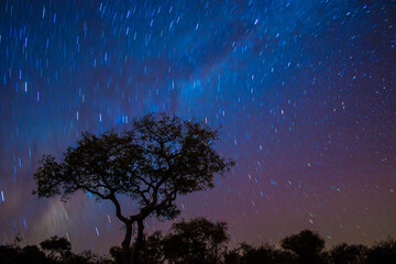 A wide shot of the African night sky showing a star trail of the Milky Way with a big tree in the foreground.  