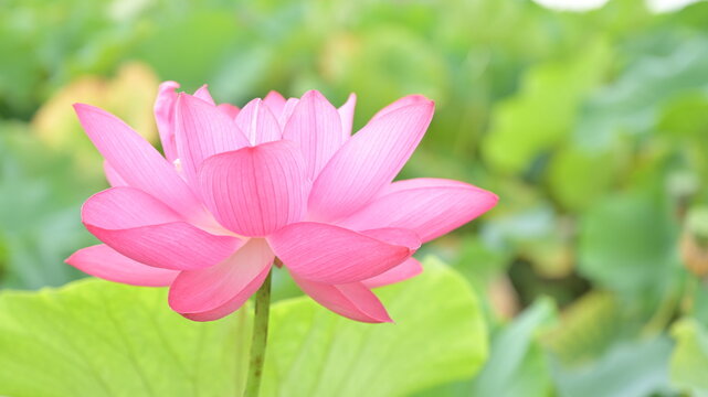 9 Best 蓮根の花images Stock Photos Vectors Adobe Stock 9 Best 蓮根の花images Stock Photos Vectors Adobe Stock