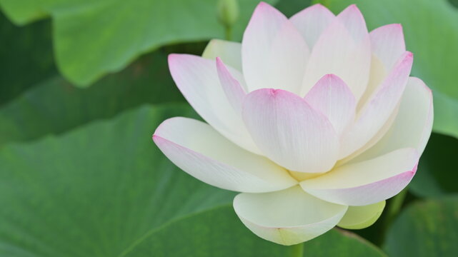 9 Best 蓮根の花images Stock Photos Vectors Adobe Stock 9 Best 蓮根の花images Stock Photos Vectors Adobe Stock