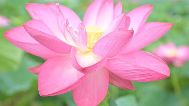 9 Best 蓮根の花images Stock Photos Vectors Adobe Stock 9 Best 蓮根の花images Stock Photos Vectors Adobe Stock