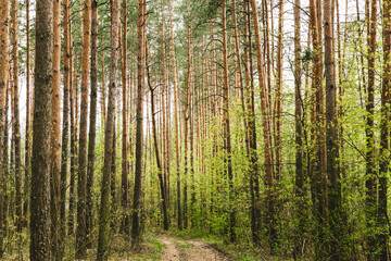 Forest Road Path Walkway Lane Through Spring Coniferous Forest
