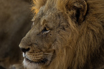 A close-up of a male lion's face & mane, photographed from the side as the animal looks into the distance