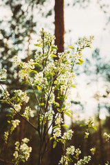 White Young Spring Flowers Growing In Branch Of Tree in Forest