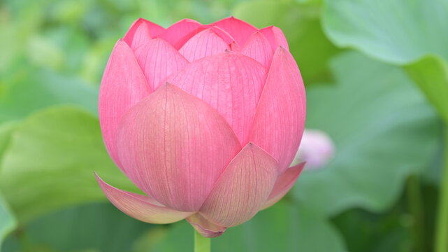 9 Best 蓮根の花images Stock Photos Vectors Adobe Stock 9 Best 蓮根の花images Stock Photos Vectors Adobe Stock