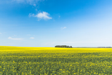 Clear SkyAbove Rural Landscape. Grove In Camola Colza Rapeseed Field. Agricultural Spring Field.