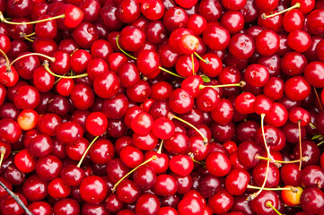 many ripe cherries. juicy red cherries. delicious, sweet berries