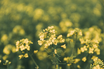 Close Up Of Blossom Of Canola Yellow Flowers Under Cloudy Sky. Rape Plant, Rapeseed, Oilseed Field