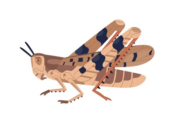 Colorful locust vector illustration. Wild winged insect isolated on white background. Parasite or agricultural plague. Huge creature harvest decimating. Bug threatening seasonal plant © Good Studio