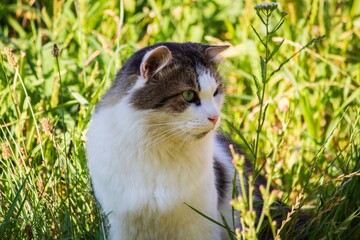 Obraz premium Portrait of adorable tabby cat closeup