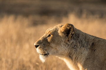 A portrait of a lioness' head photographed from the side as the animal is focused on prey in the distance.