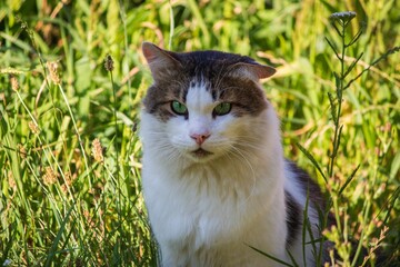 Portrait of adorable tabby cat closeup