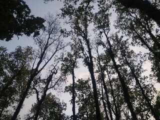 trees and sky