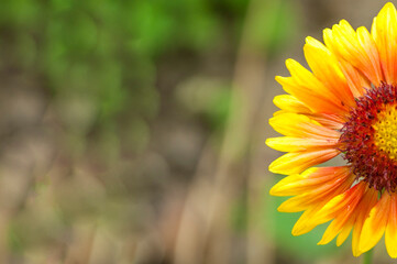 yellow flower on a natural background. calendula blooms. young sunflower