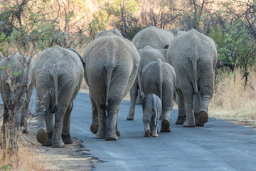 Fototapeta premium A breeding herd of elephants photographed from behind as the group walks down the road in Pilanesberg National Park