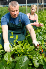 Experienced male farmer with female worker controlling process of growing of Malabar spinach in hothouse..