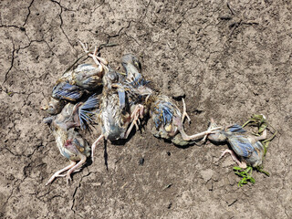 Dead chicks lie on the ground