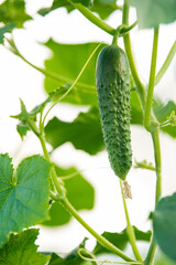 Small thorny cucumbers grow on a branch in a greenhouse. Surrounded by leaves, the flower is preserved.