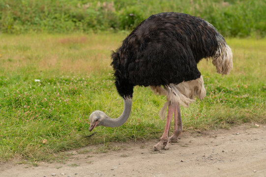 Ostrich bird in nature, on a background of green grass