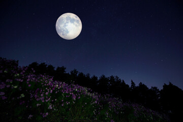 Fototapeta na wymiar 月がコスモスの山から姿を見せる