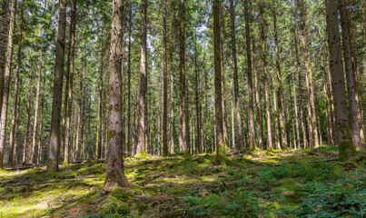 Old forest in the Belgian Ardennes in the region of Bouillon during summer time.