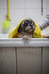 Dog in the bathtube, bathing
