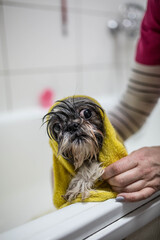 Dog in the towel, bathing