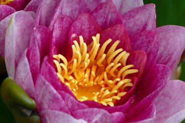 Lilia wodna zbliżenie