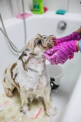 Dog having a shower, bathing