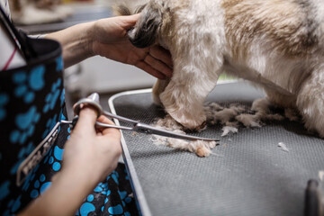 Groomer cutting dog’s Hair in dog saloon