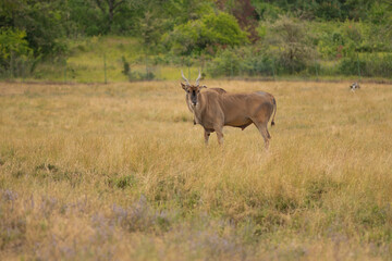 Eland antelope, nature reserve and zoo in the steppe
