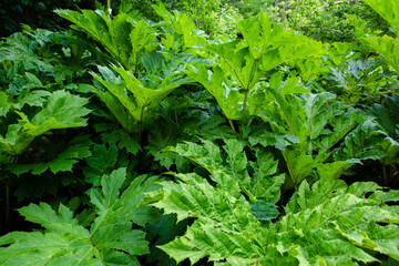 Background of large green leaves